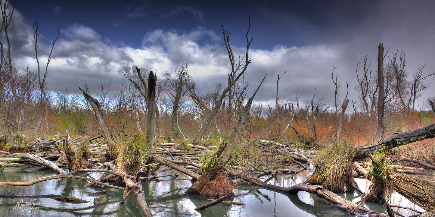 Deadwood Swamp . Taupo, New Zealand