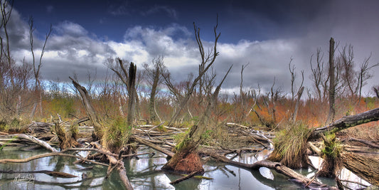 Deadwood Swamp . Taupo, New Zealand